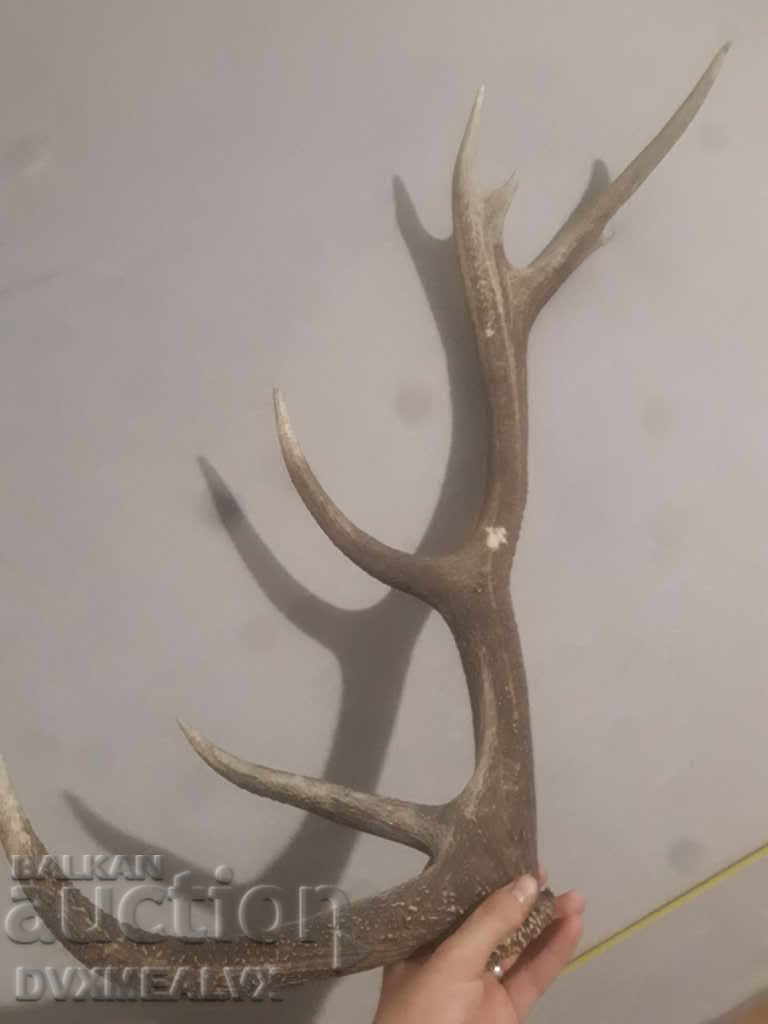 Παράδοση Ένα τεράστιο κέρατο Παράδοση Ένα τεράστιο κέρατο