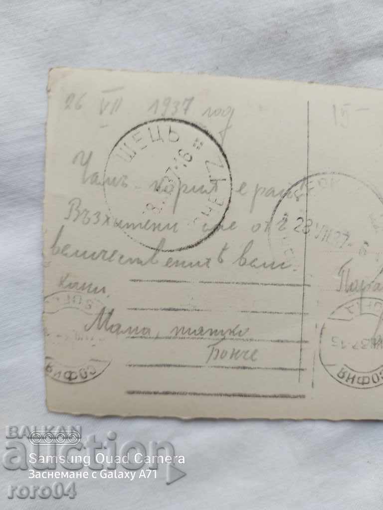 PINE-KORIA - 5 PINE-KORIA - 5