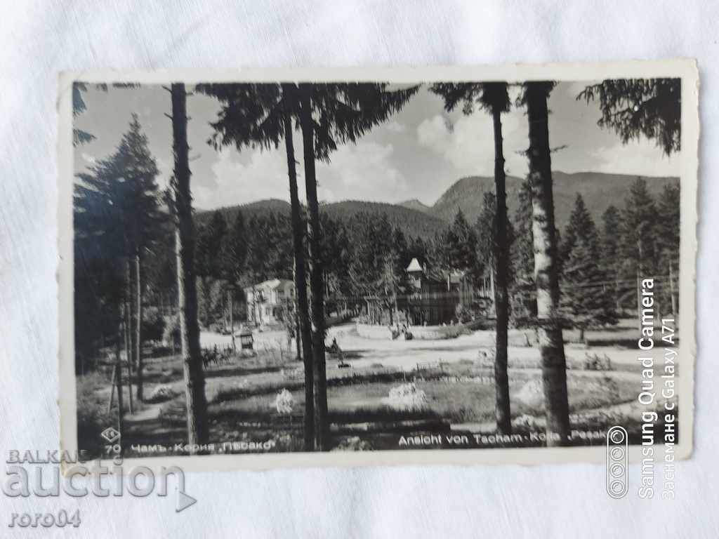 PINE-KORIA - 7 PINE-KORIA - 7