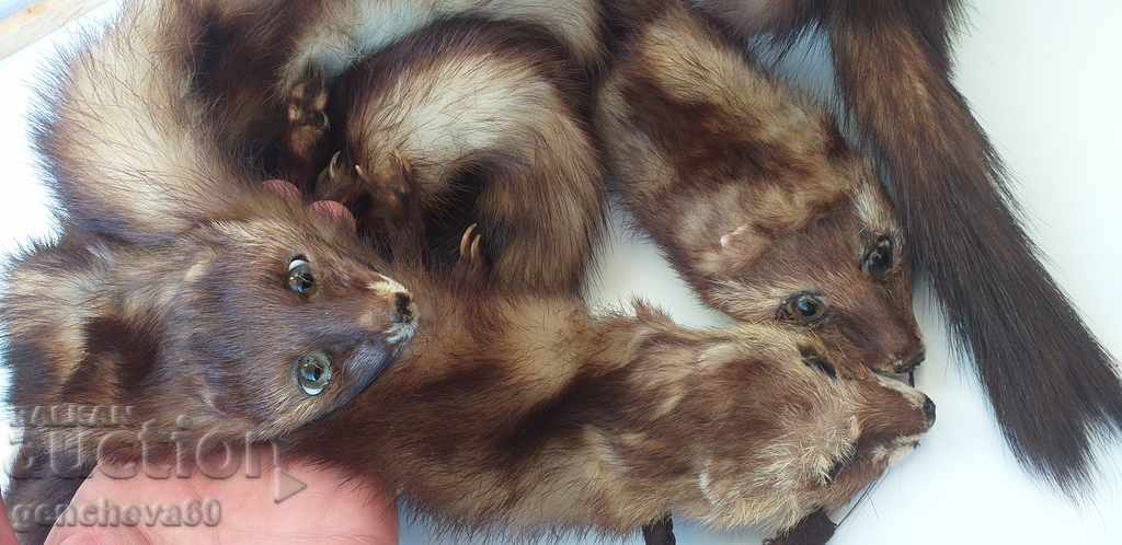 Auction Beautiful leather collar, 3 mink scarf Auction Beautiful leather collar, 3 mink scarf