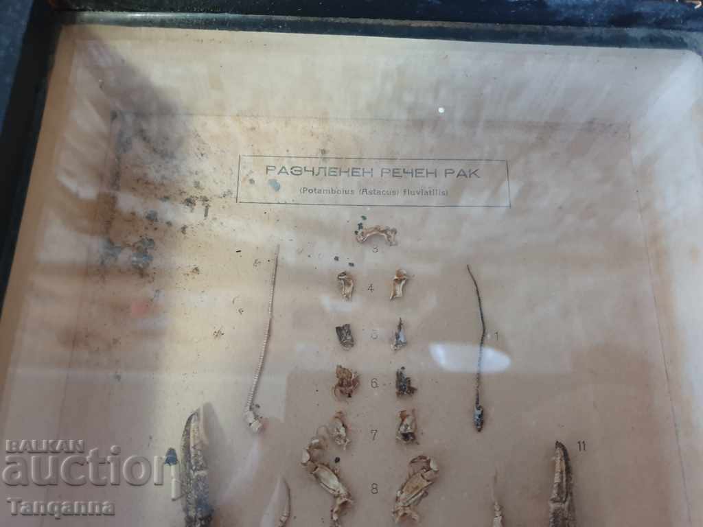 Dissected crayfish with price 50.00 BGN | € 25.56 Dissected crayfish with price 50.00 BGN | € 25.56