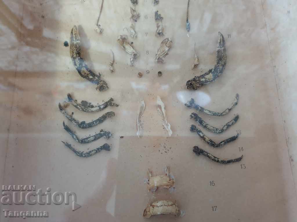 Auction Dissected crayfish Auction Dissected crayfish