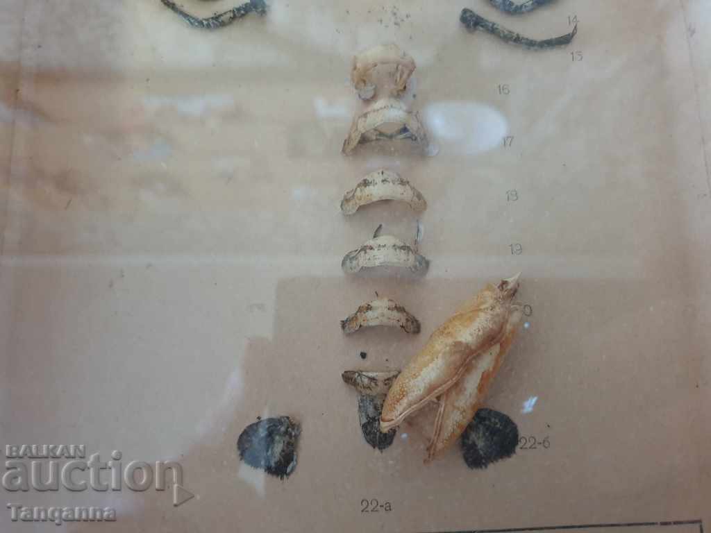 Delivery of Dissected crayfish Delivery of Dissected crayfish