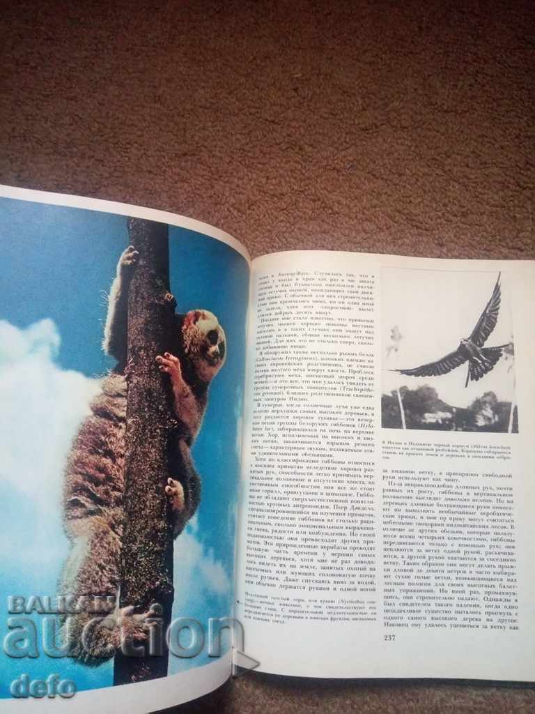 ASIA - P. PFEFER 1982 - 7 ASIA - P. PFEFER 1982 - 7