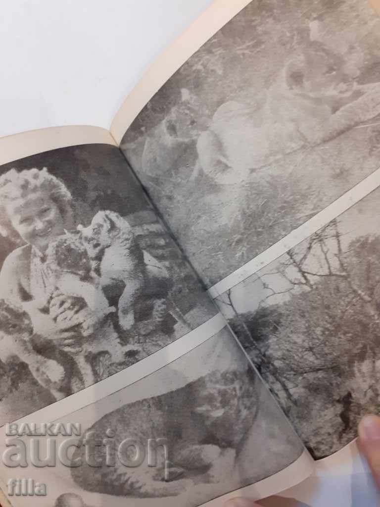 Licitație Leoaica Elsa - Joy Adamson