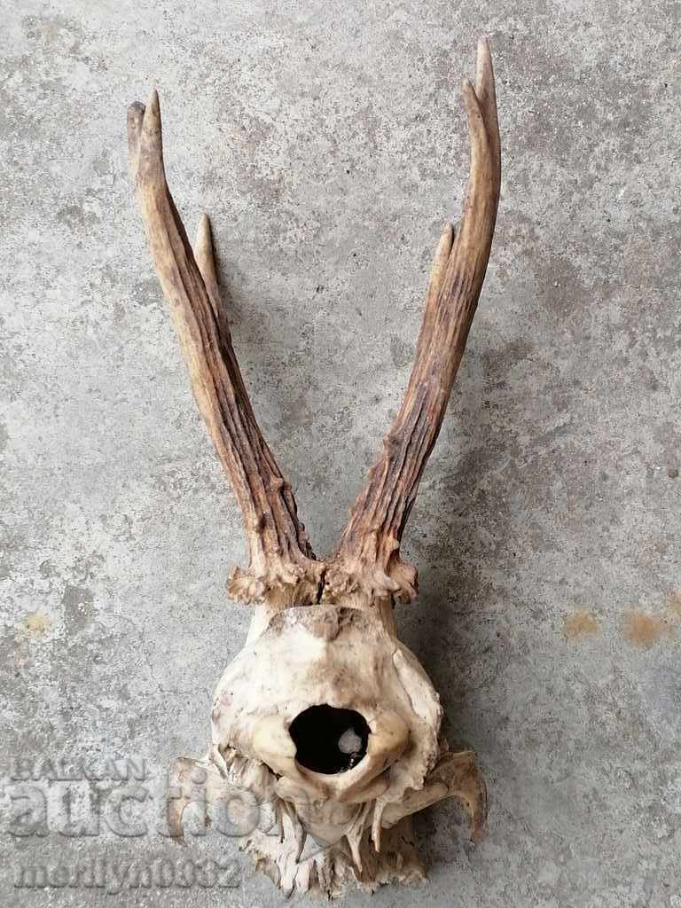 Hunting trophy skull with horned deer with price 54.00 BGN | € 27.61 Hunting trophy skull with horned deer with price 54.00 BGN | € 27.61