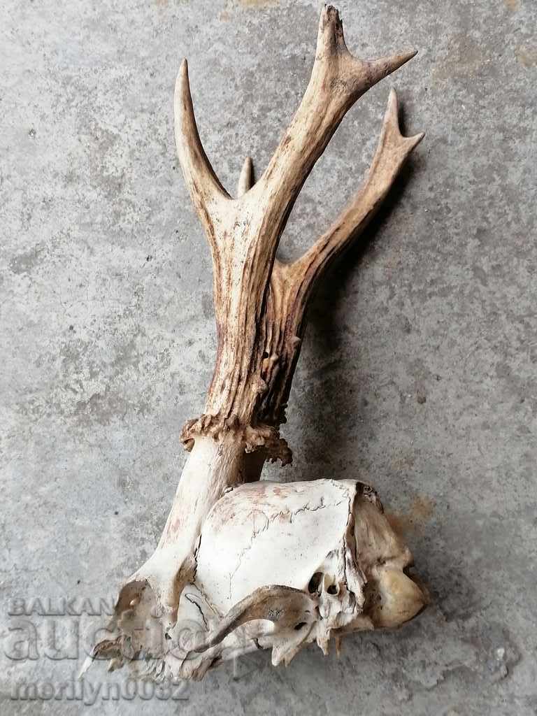 Auction Hunting trophy skull with horned deer Auction Hunting trophy skull with horned deer