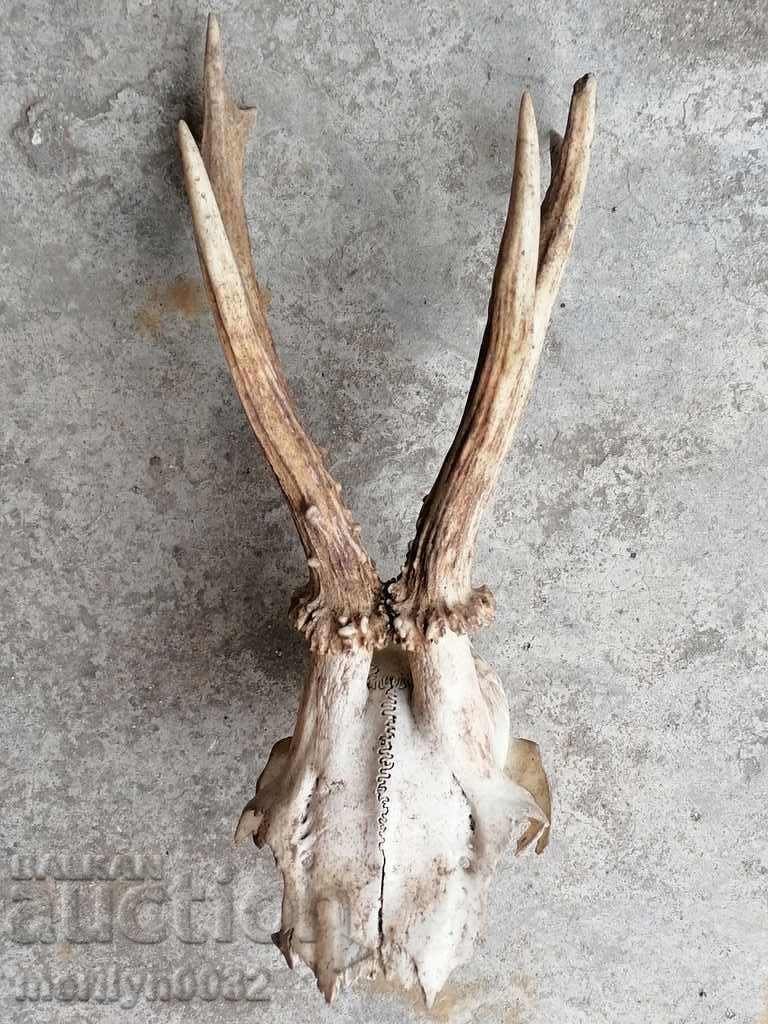 Delivery of Hunting trophy skull with horned deer Delivery of Hunting trophy skull with horned deer