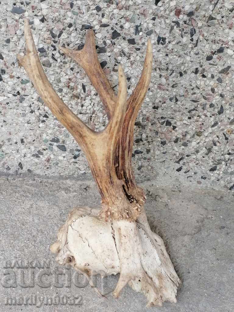 Hunting trophy skull with horned deer - 5 Hunting trophy skull with horned deer - 5