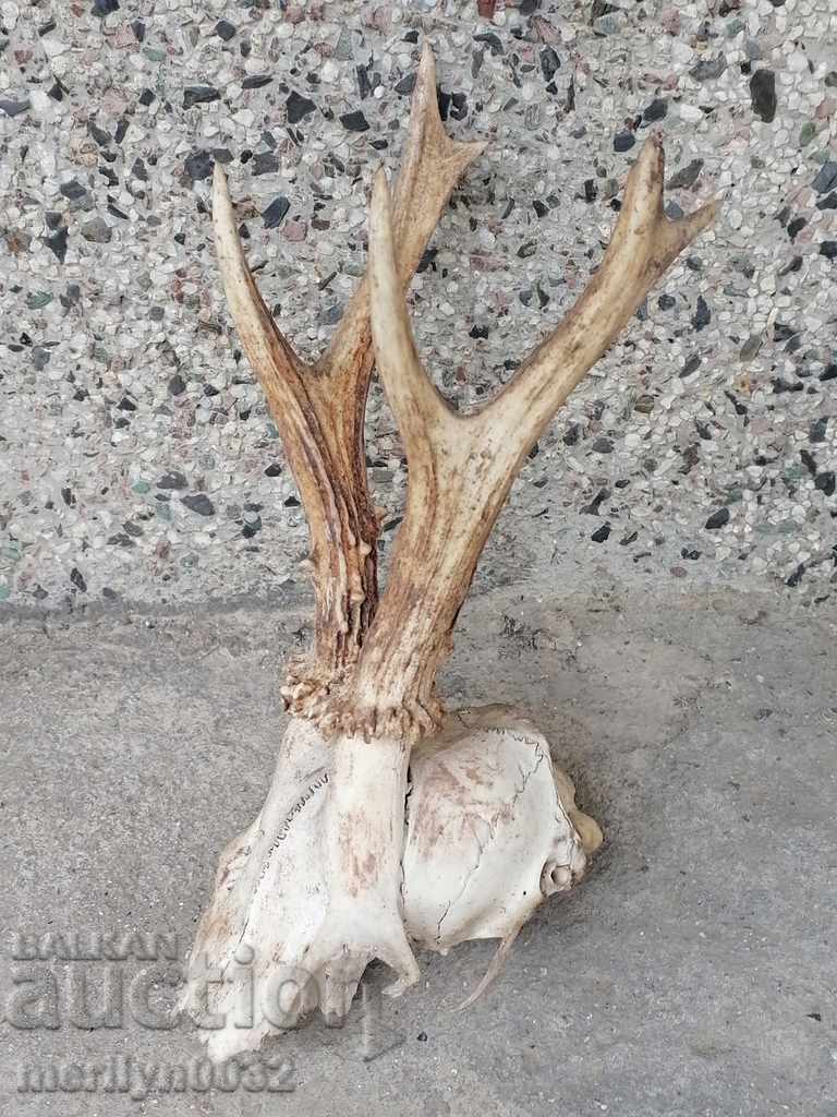 Hunting trophy skull with horned deer - 6 Hunting trophy skull with horned deer - 6