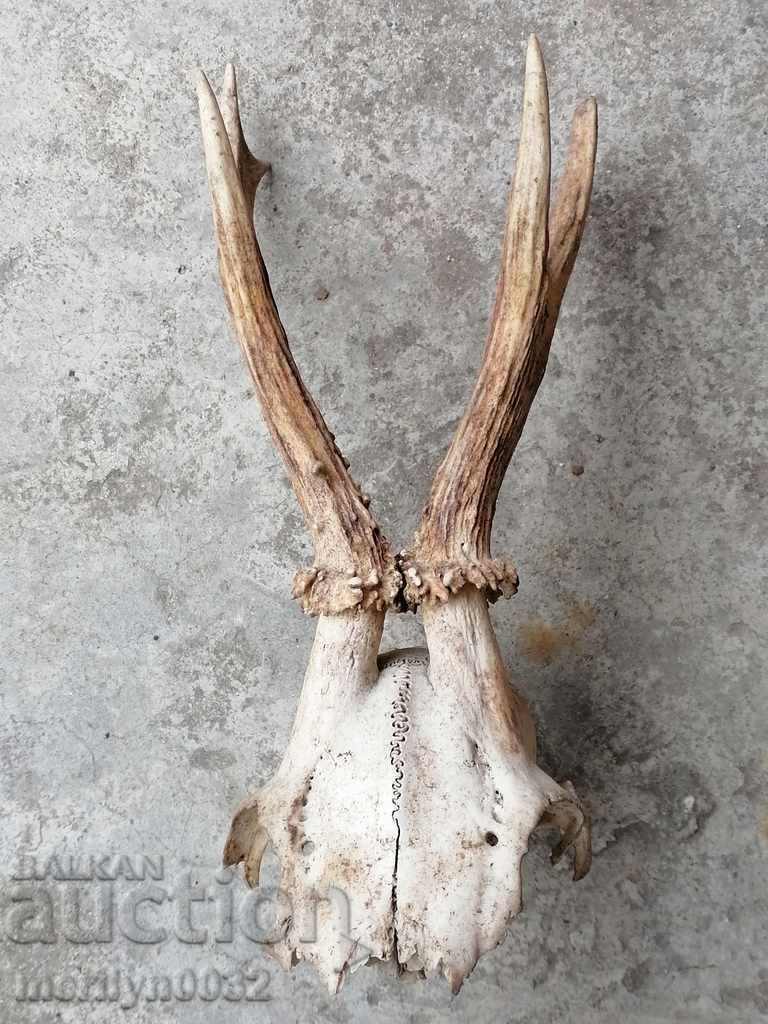 Hunting trophy skull with horned deer - 7 Hunting trophy skull with horned deer - 7