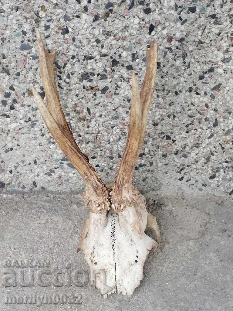 Trofeu de vânătoare craniu cu cerb cu coarne