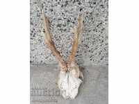 Hunting trophy skull with horns of a party