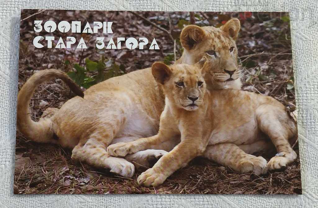 STARA ZAGORA LION WITH LION ZOO 2015 P.K.