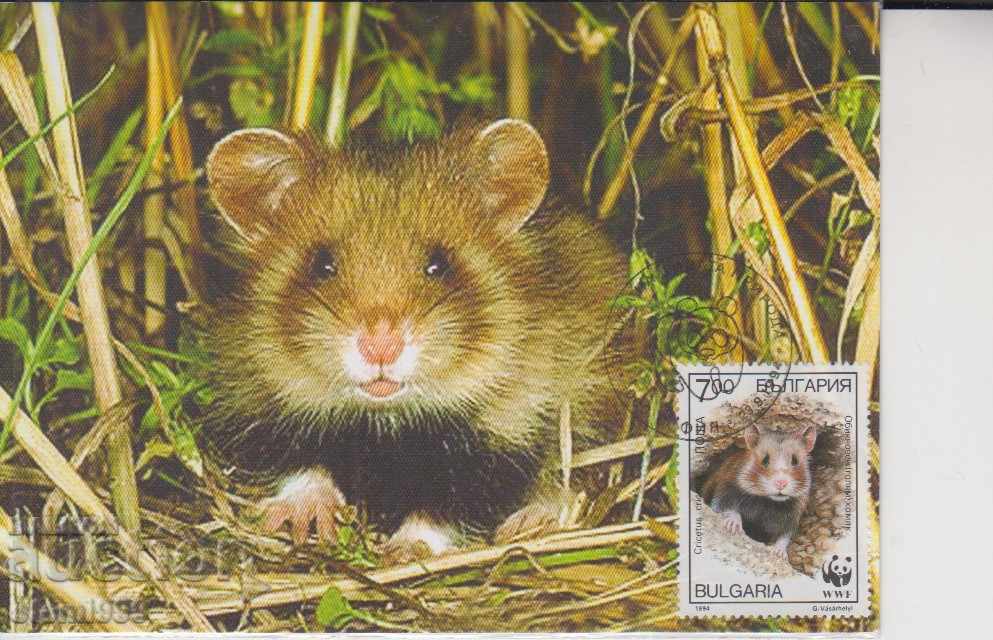 FDC Hamster postcard