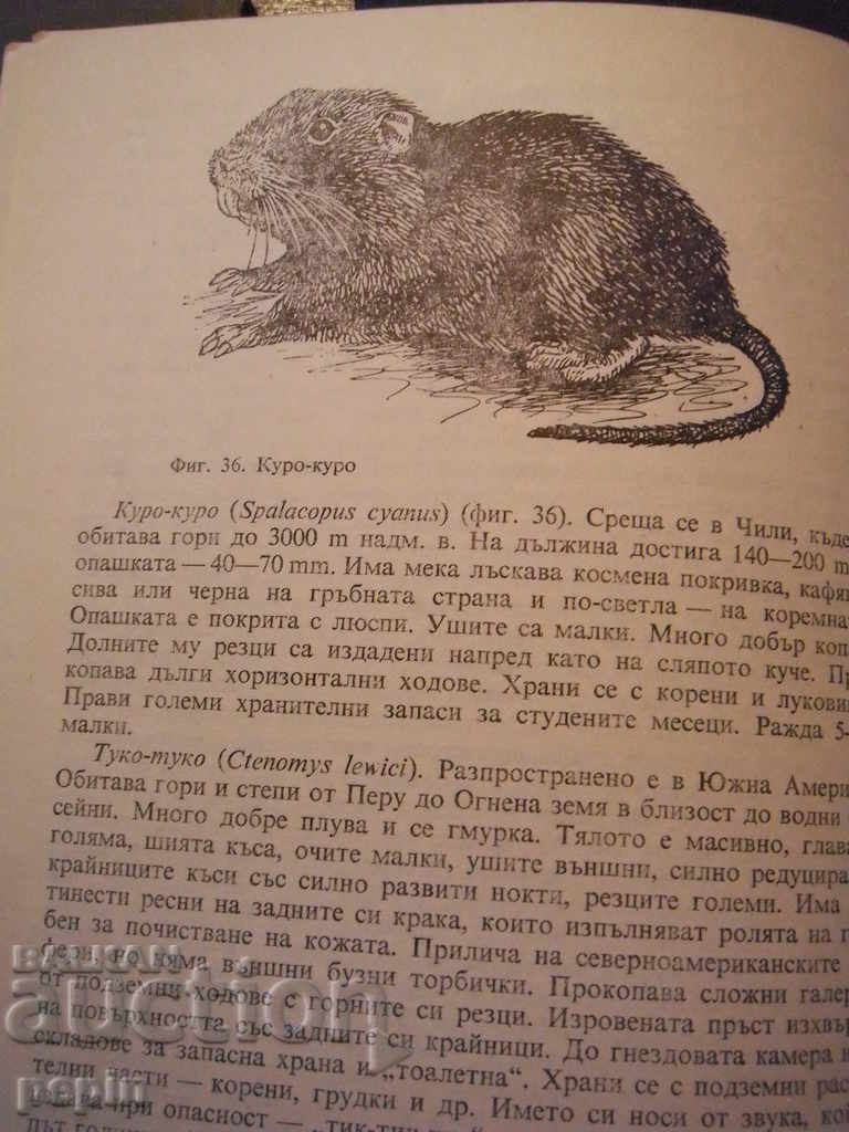 Delivery of Rodents Delivery of Rodents