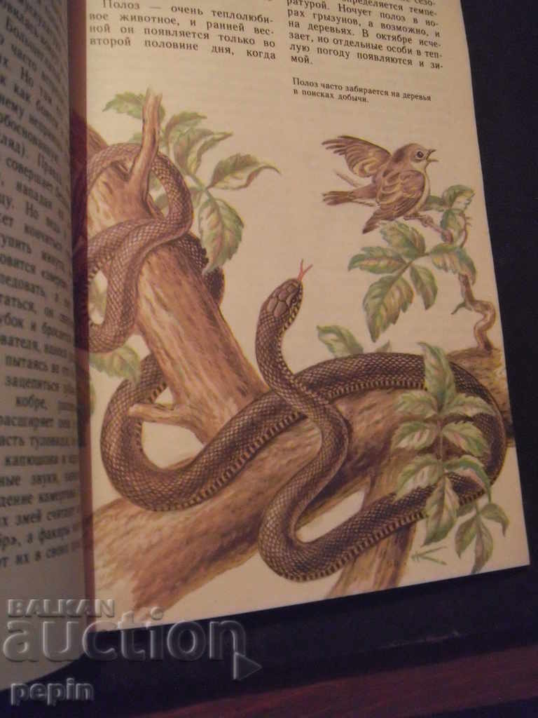 Auction  Fish, amphibians reptiles