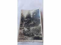Καρτ ποστάλ Κωφοί στήθος 1929