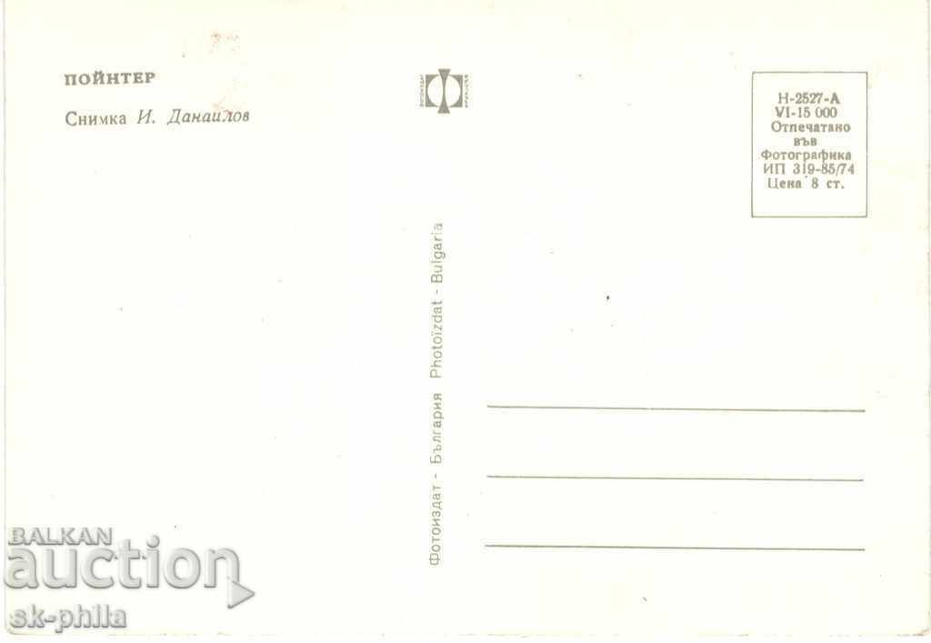 Postcard - Dogs - Pointer with price 0.80 BGN | € 0.41 Postcard - Dogs - Pointer with price 0.80 BGN | € 0.41