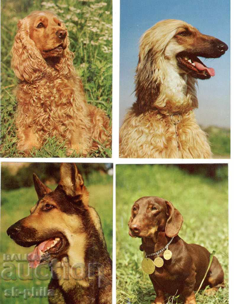 Postcard - Dogs - Faithful friends - set of 20 pcs with price 9.00 BGN | € 4.60