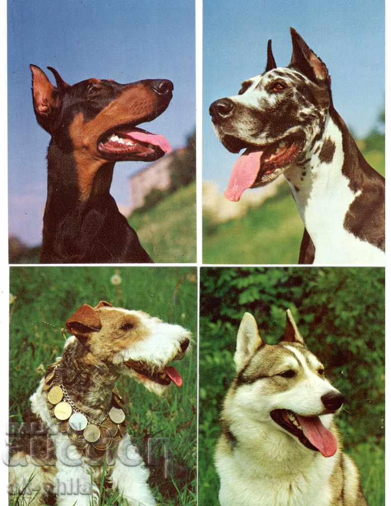 Auction  Postcard - Dogs - Faithful friends - set of 20 pcs