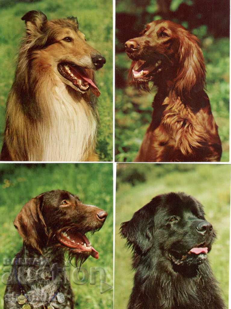 Delivery of Postcard - Dogs - Faithful friends - set of 20 pcs