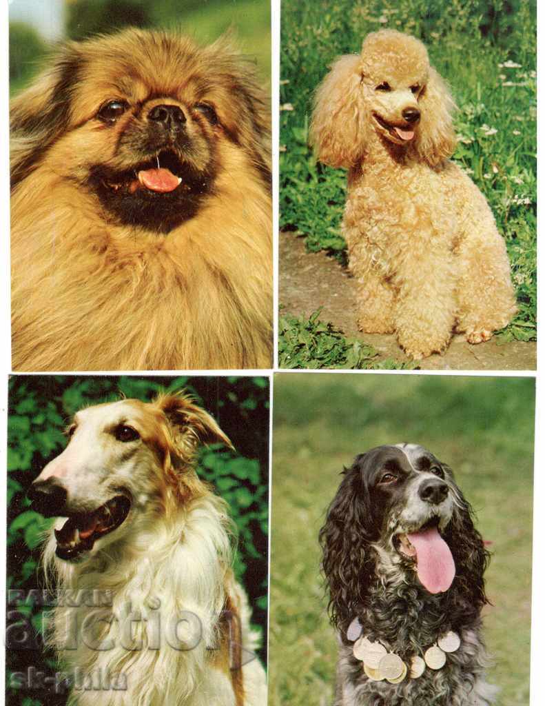 Postcard - Dogs - Faithful friends - set of 20 pcs - 5