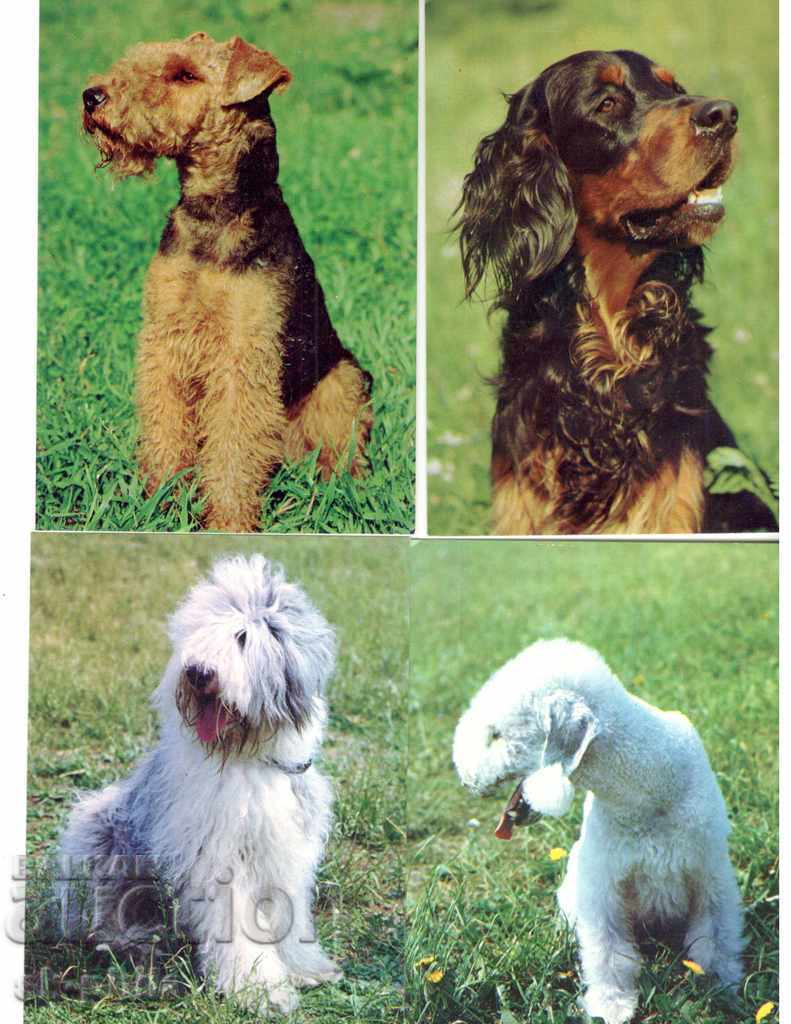 Postcard - Dogs - Faithful friends - set of 20 pcs - 6
