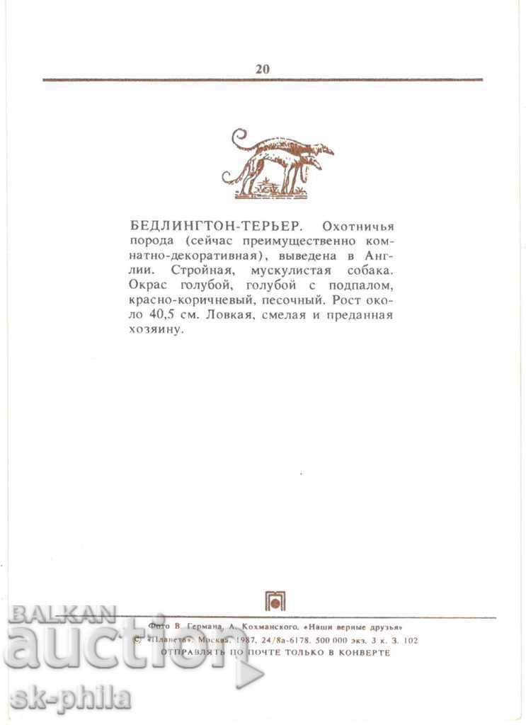 Postcard - Dogs - Faithful friends - set of 20 pcs - 7