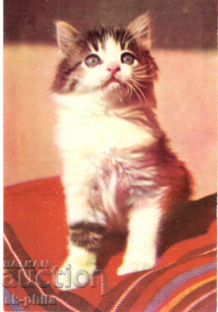 Пощенска картичка - Котки - Малко коте