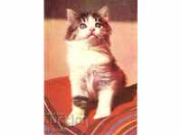 Пощенска картичка - Котки - Малко коте