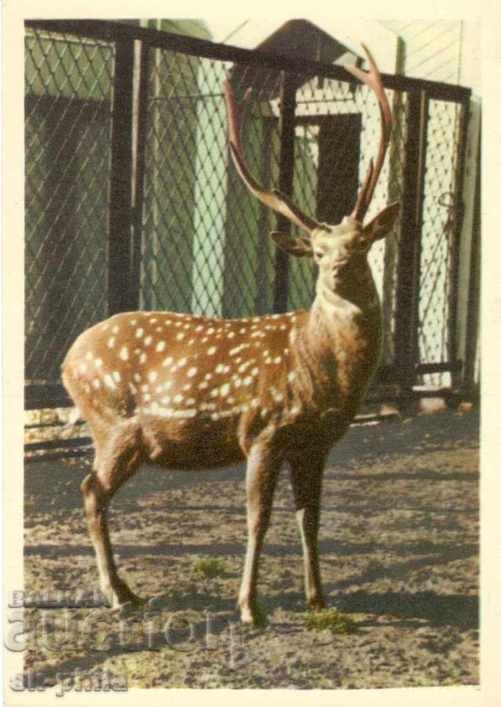 Postcard - Fauna - Red deer