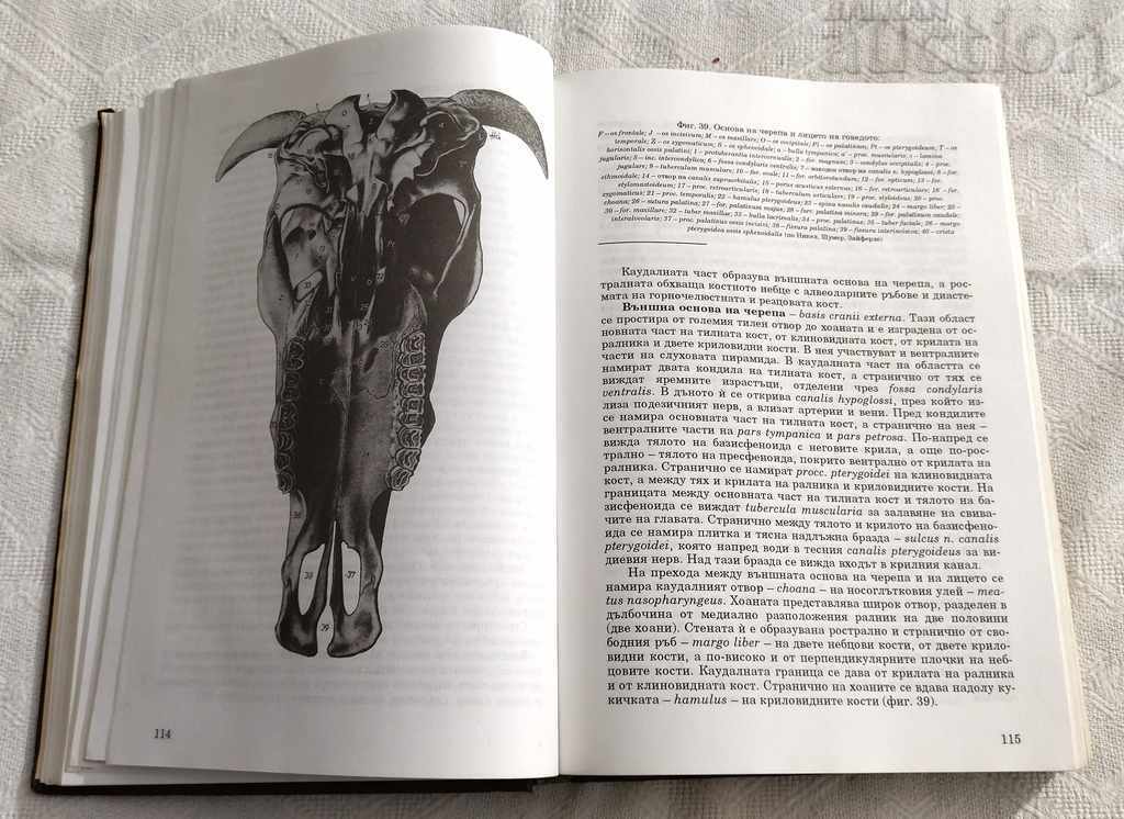 Delivery of ANATOMY OF DOMESTIC ANIMALS VOLUME 1 KOVACHEV GIGOV 1995 Delivery of ANATOMY OF DOMESTIC ANIMALS VOLUME 1 KOVACHEV GIGOV 1995