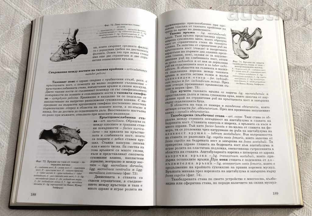 ANATOMY OF DOMESTIC ANIMALS VOLUME 1 KOVACHEV GIGOV 1995 - 5 ANATOMY OF DOMESTIC ANIMALS VOLUME 1 KOVACHEV GIGOV 1995 - 5