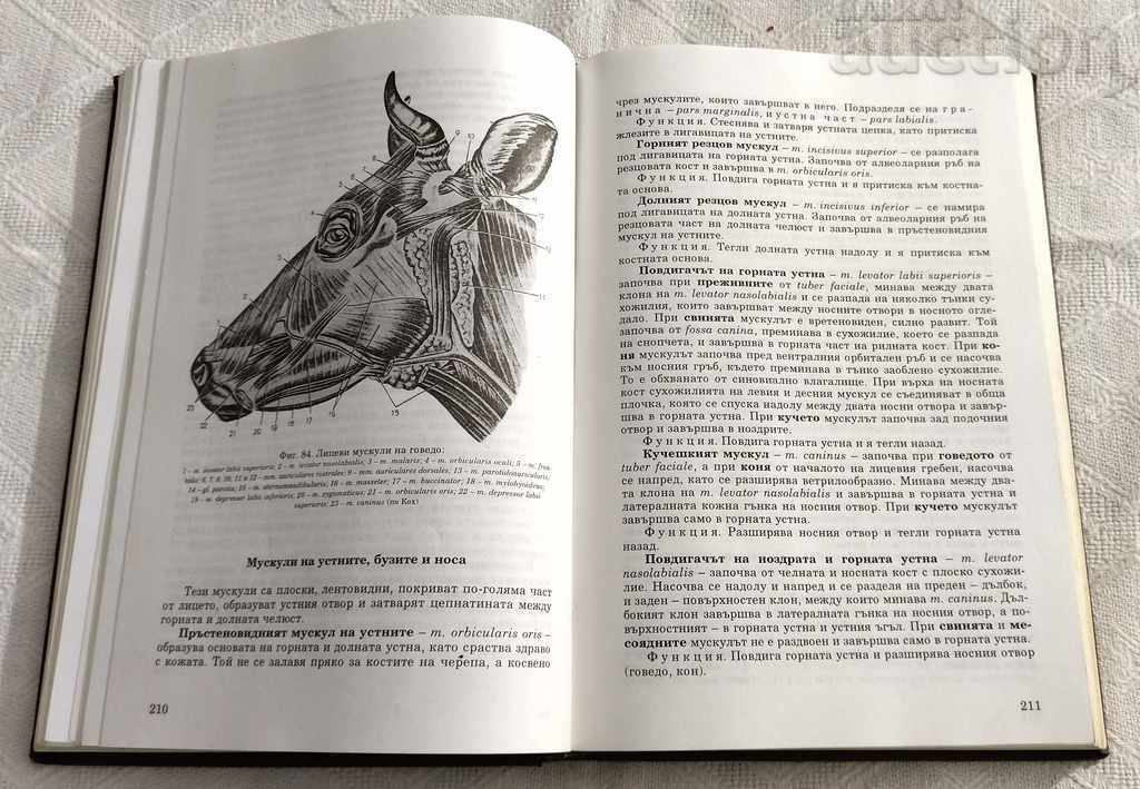 ANATOMY OF DOMESTIC ANIMALS VOLUME 1 KOVACHEV GIGOV 1995 - 6 ANATOMY OF DOMESTIC ANIMALS VOLUME 1 KOVACHEV GIGOV 1995 - 6