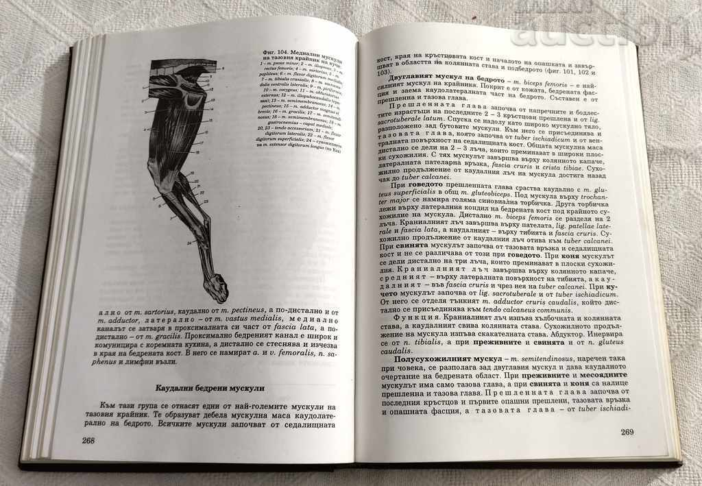 ANATOMY OF DOMESTIC ANIMALS VOLUME 1 KOVACHEV GIGOV 1995 - 7 ANATOMY OF DOMESTIC ANIMALS VOLUME 1 KOVACHEV GIGOV 1995 - 7