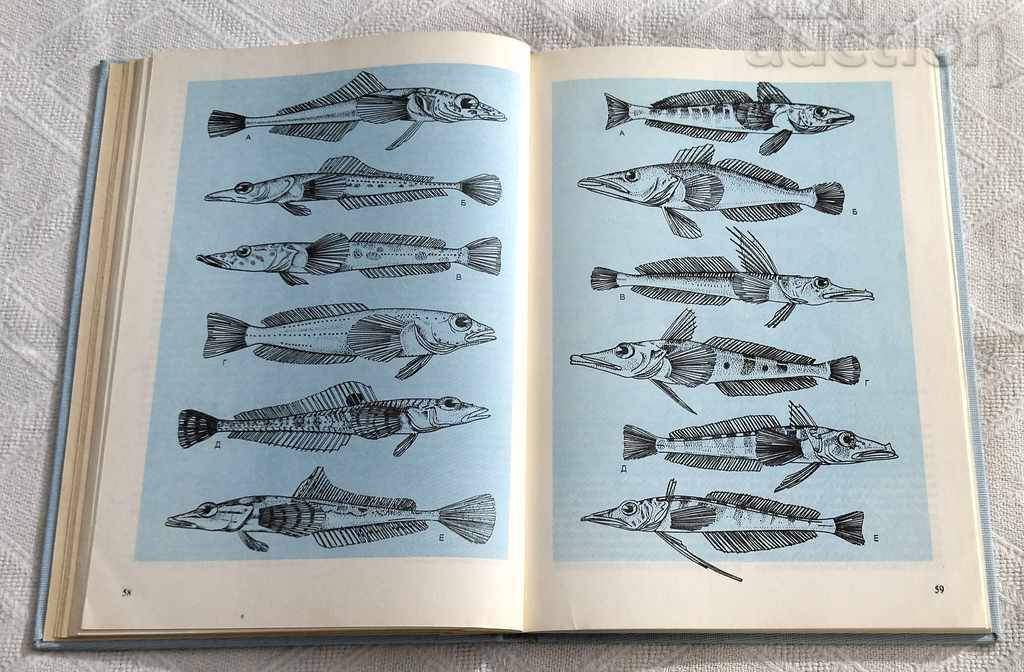 Παράδοση Antarctic Animals KLAUS ODENING 1989 Παράδοση Antarctic Animals KLAUS ODENING 1989