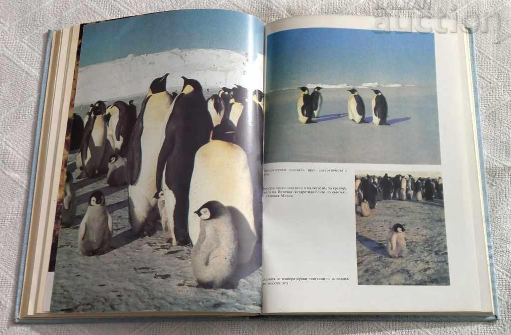 Antarctic Animals KLAUS ODENING 1989 - 6 Antarctic Animals KLAUS ODENING 1989 - 6