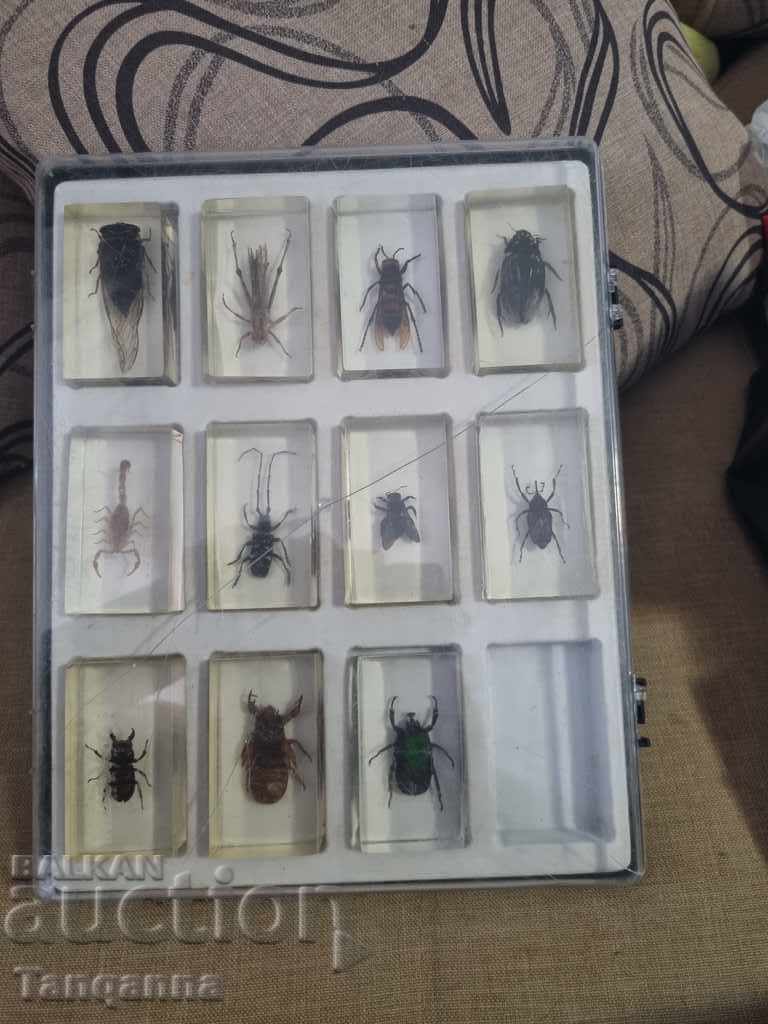 Prepared insects