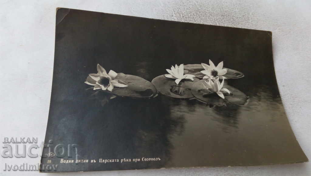 Carte poștală Sozopol Nuferi în râul Țarului 1934