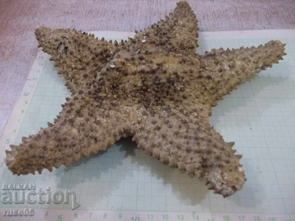 Звезда морска - 5 с цена 25.00 лв. | € 12.78 Звезда морска - 5 с цена 25.00 лв. | € 12.78