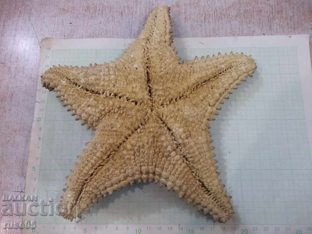 Аукцион Звезда морска - 5 Аукцион Звезда морска - 5