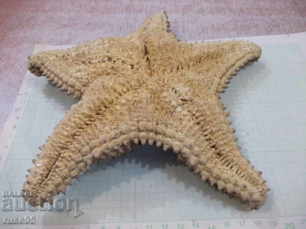 Доставка на Звезда морска - 5 Доставка на Звезда морска - 5