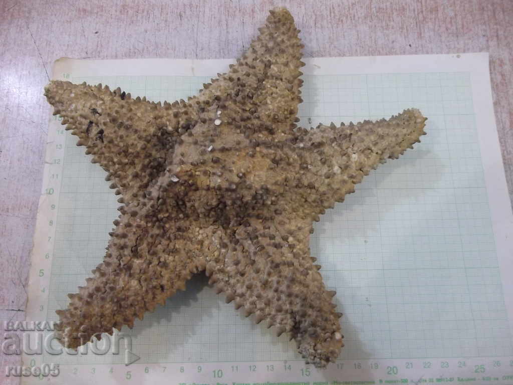 Starfish - 5