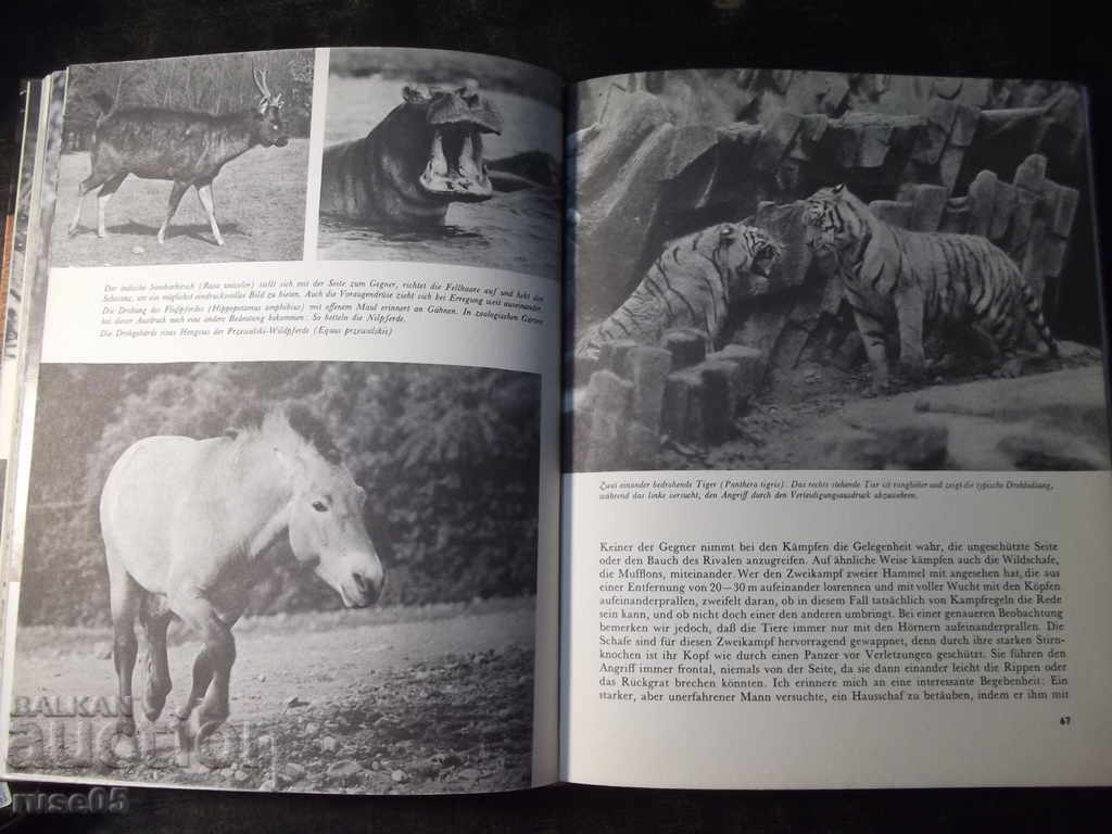 The book "Sind Tiere Anders? - Z.VESELOVSKÝ" - 208 pages. - 5 The book "Sind Tiere Anders? - Z.VESELOVSKÝ" - 208 pages. - 5