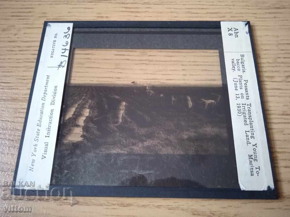 Tobacco agriculture ethnography photo 1930 glass slide with price 40.00 BGN | € 20.45 Tobacco agriculture ethnography photo 1930 glass slide with price 40.00 BGN | € 20.45