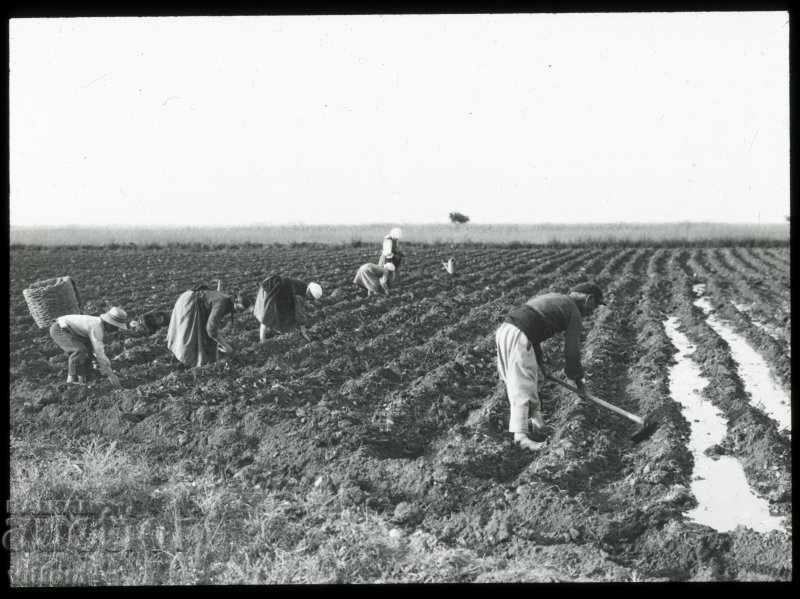 Тютюн земеделие етнография снимка 1930 стъкло диапозитив