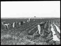 Тютюн земеделие етнография снимка 1930 стъкло диапозитив