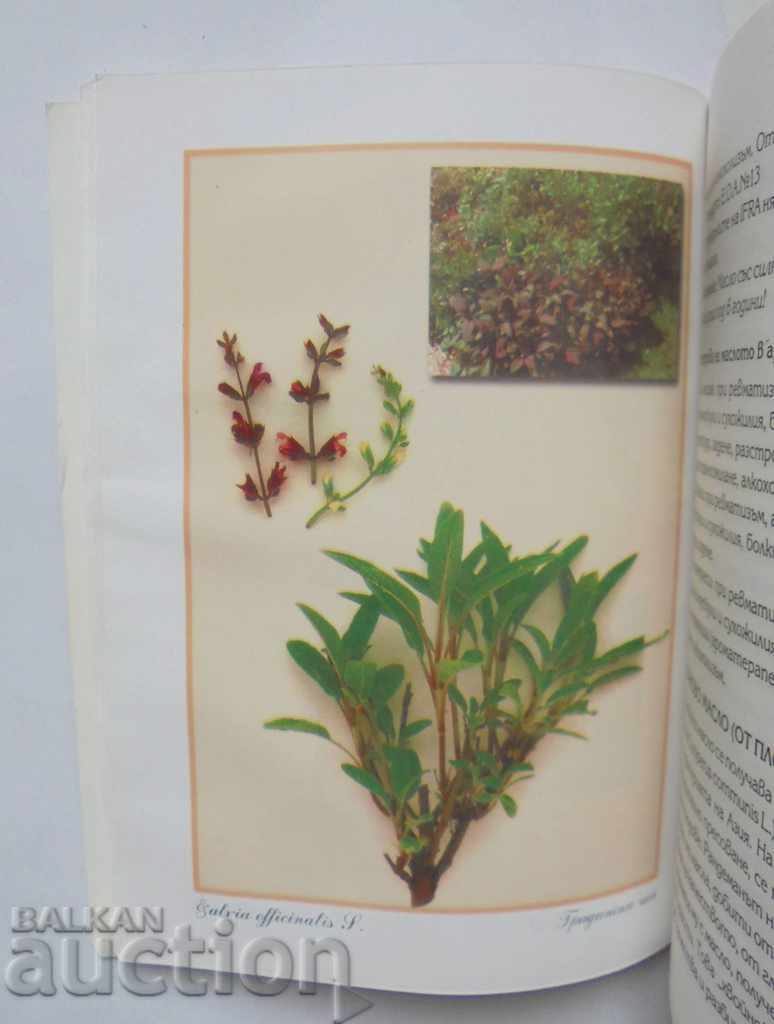 The secrets of aromatherapy - Vladislav Brud, Ivona Konopatska with price 30.00 BGN | € 15.34 The secrets of aromatherapy - Vladislav Brud, Ivona Konopatska with price 30.00 BGN | € 15.34