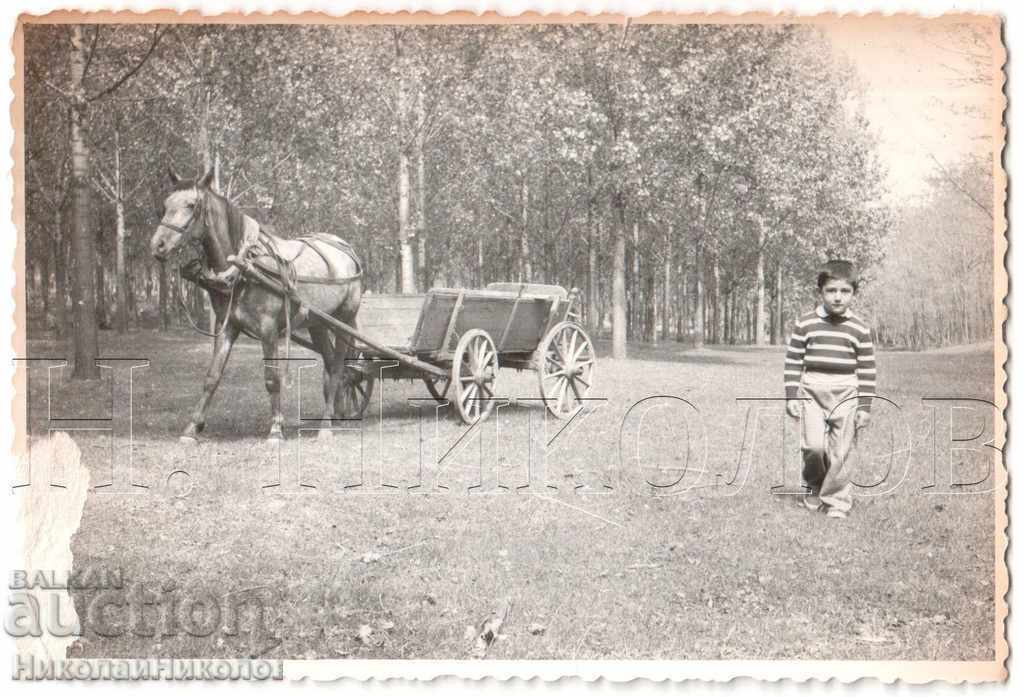 OLD PHOTO BOY MOUNTAIN HORSE DRIVE SURVIVES FROM FIRE B301